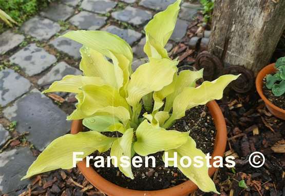 Hosta Grey Ghost 